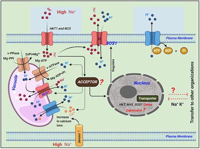 Rice Cultivars Under Salt Stress Show Differential Expression of Genes Related to the Regulation of Na+/K+ Balance